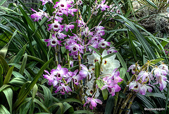 Glasgow Botanical Gardens Orchid House 3595113538 o