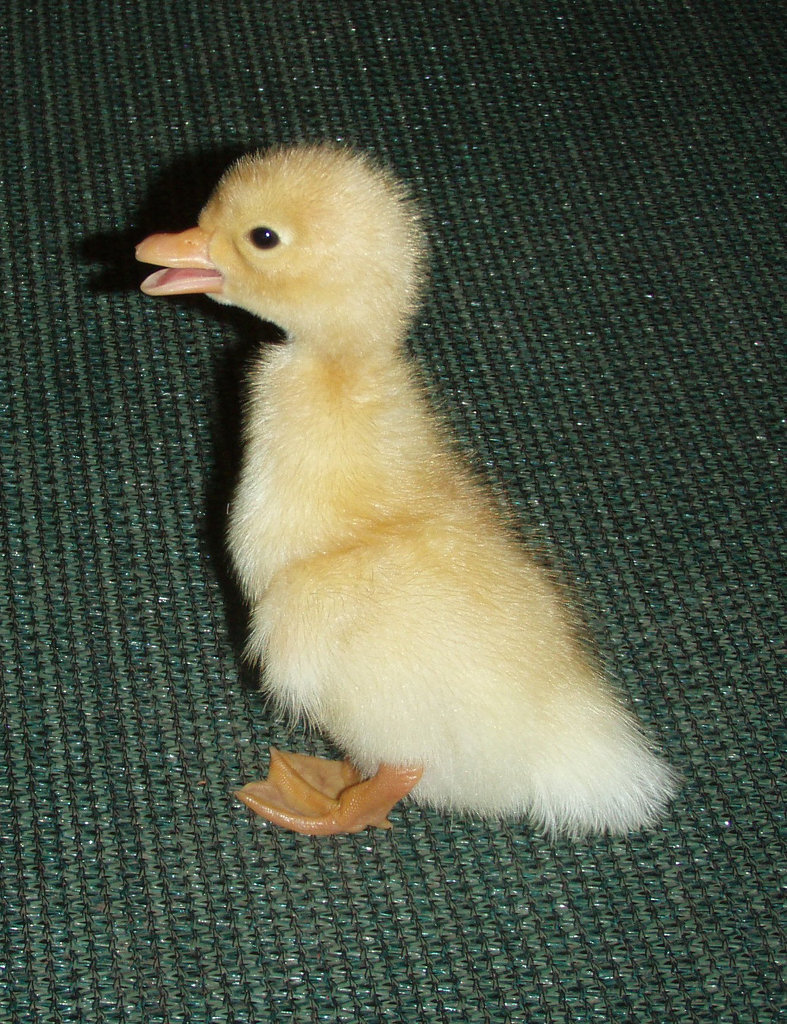 duckling - 1 day old