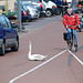 Swan trying to swim on the road