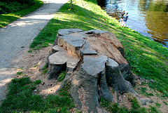 Big tree stump
