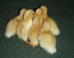 ducklings - 1 day old
