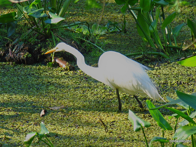 Great Egret froghunting in the Audabon Corkscrew Reserve