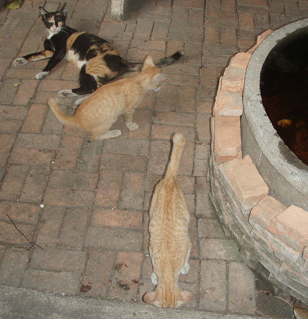 Bangkok kitties