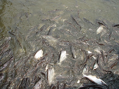fish feeding on Chao Praya