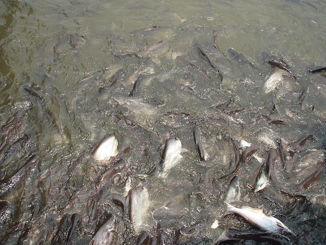 fish feeding on Chao Praya