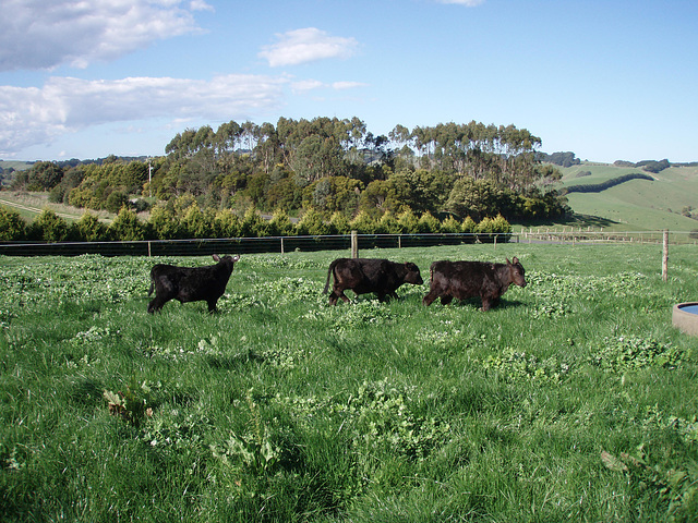 calves in the paddock, first day