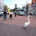 Swan about town