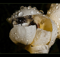 Sleepy Bumble Bee in a Crocus Blossom