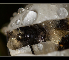 Macro View of Sleepy Bumble Bee in Crocus Blossom