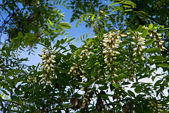 Fleurs d'acacia