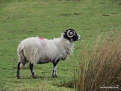 Dales Sheep