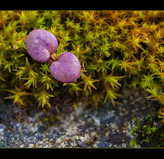 Tiny Sprouting Leaves on a Bed of Moss