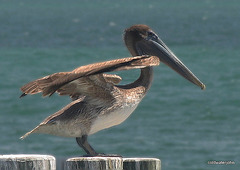Pelican sunbathing!