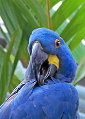 Hyacynith Macaw