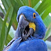 Hyacynith Macaw