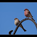 Mr. and Mrs. House Finch Ready to Start a Family!