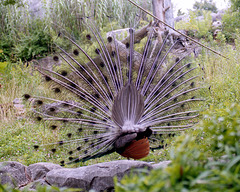 Behind the Peacock