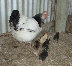 Mama Giulia and her six chix