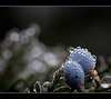 Droplet-Covered Juniper Berries