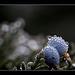 Droplet-Covered Juniper Berries