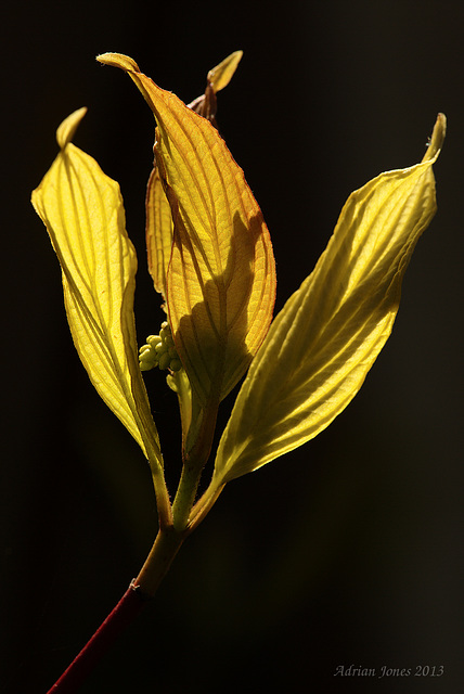 Cornus Leaves