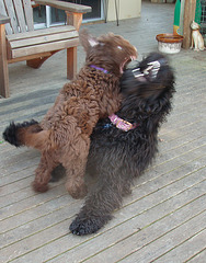 puppy fight! puppy fight! puppy fight!