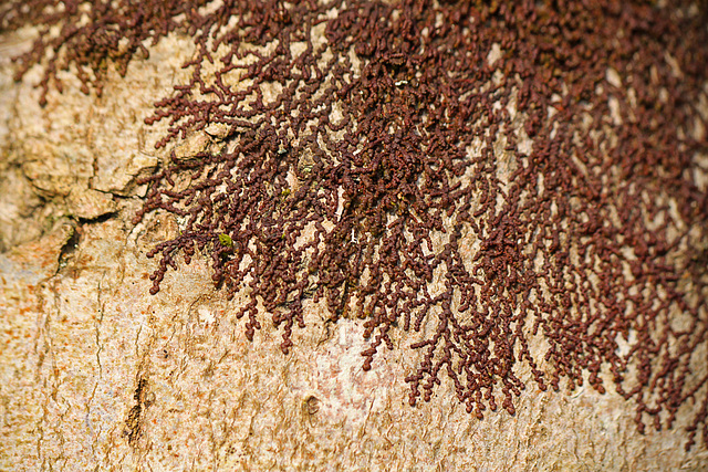 Lichen or Moss