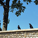 Tower Ravens