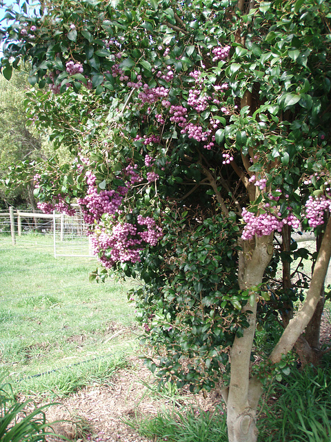 spring in our garden