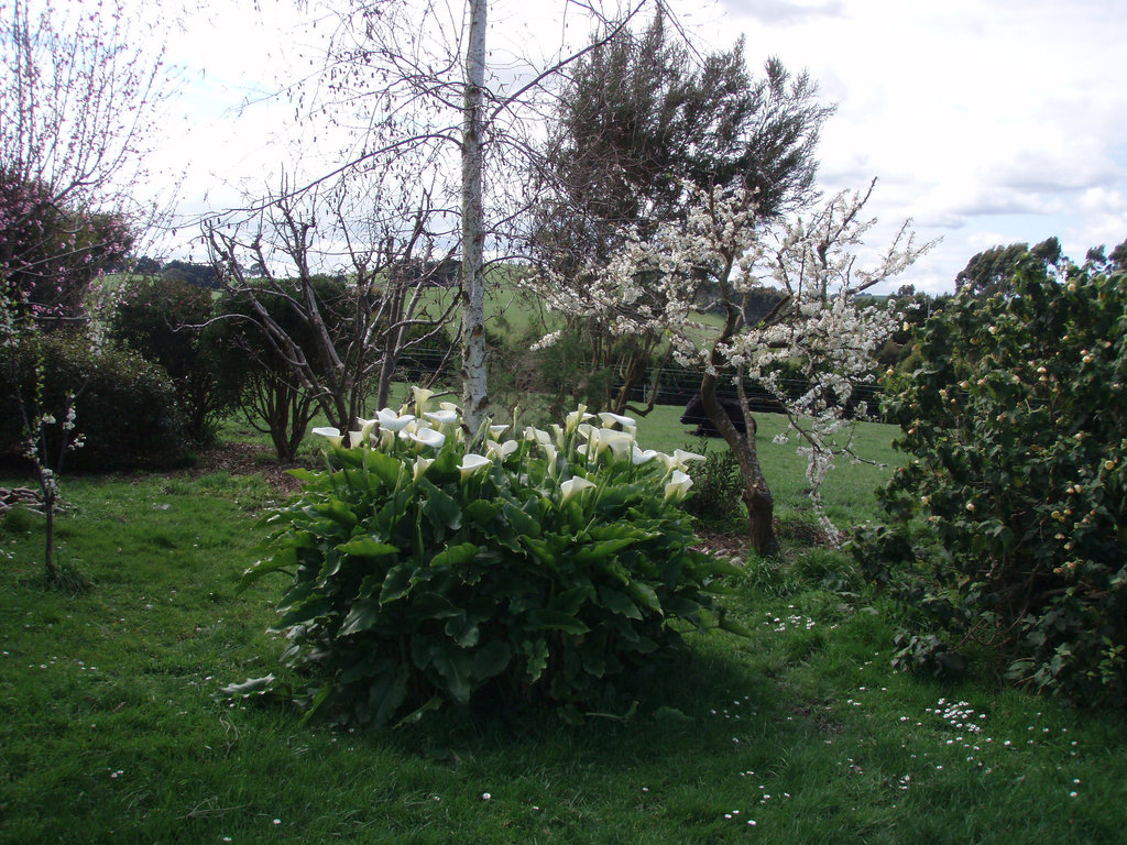 spring in our garden