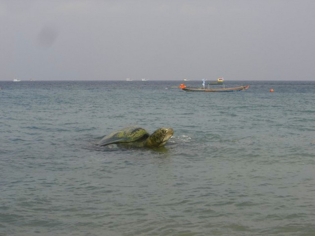 Tortue marine géante