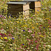 beehives in the flower meadow