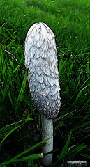Anyone for a shaggy Inkcap?