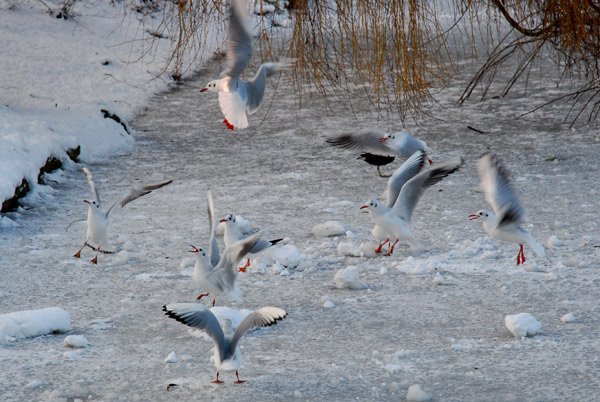Gulls after bread