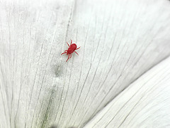 Little red kind of spider?About 1-2mm