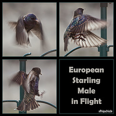 European Starling Male in Flight