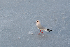 Solitary gull