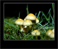 Mushrooms by LED