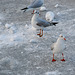 Three gulls
