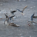 Gulls after bread