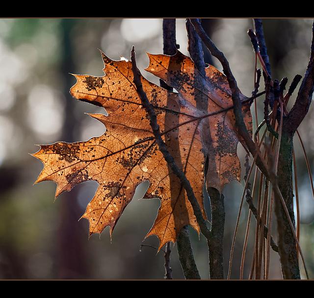 "Where the dead leaf fell, there did it rest." ~ John Keats