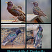 European Starlings: Beautiful Details