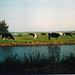 cows in the Bocht