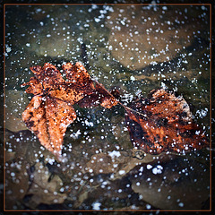 Snow Falling on Leaves Locked in Ice-Covered Pond