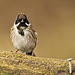 Reed Bunting Male