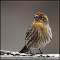 House Finch with Orange Coloring
