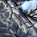Snow and ice today: hoar-frost on a tree