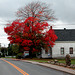 Autumn colours in Pierreville, Quebec (Canada)