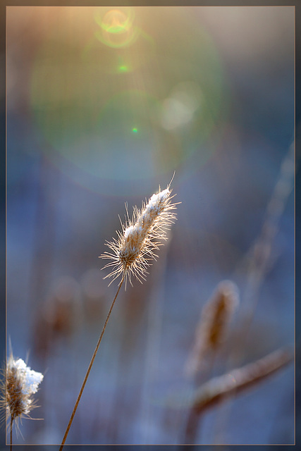 Snow-Covered Weed with Sun Flare