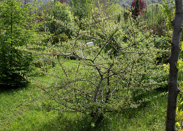 Cotoneaster rotschildianus